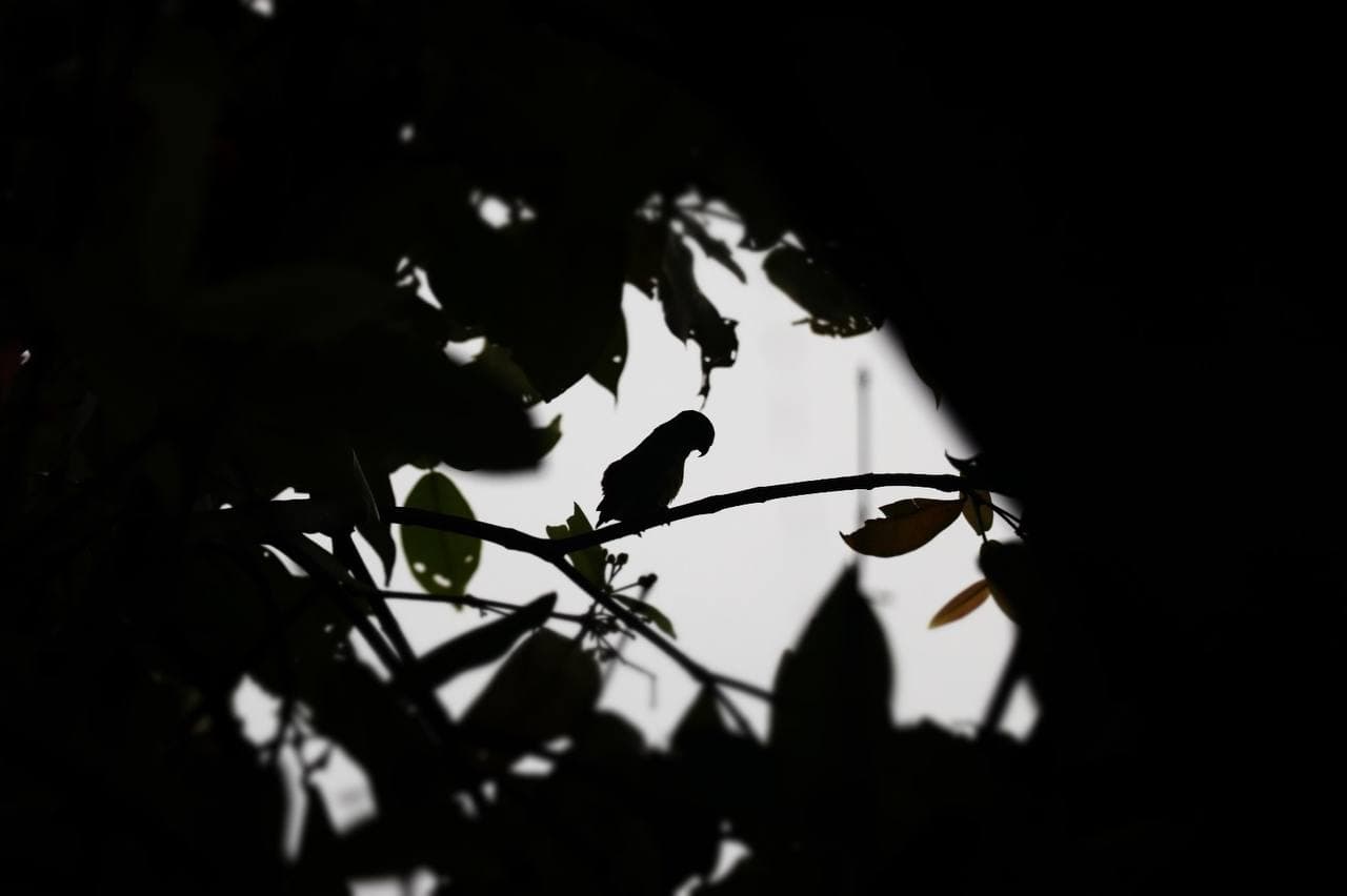 Silent Presence